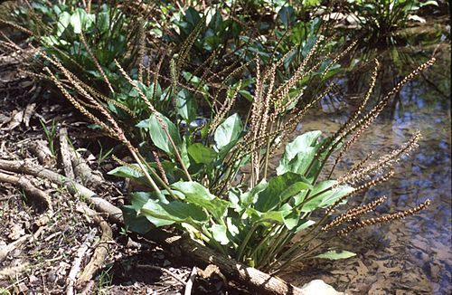 Plantago cordata